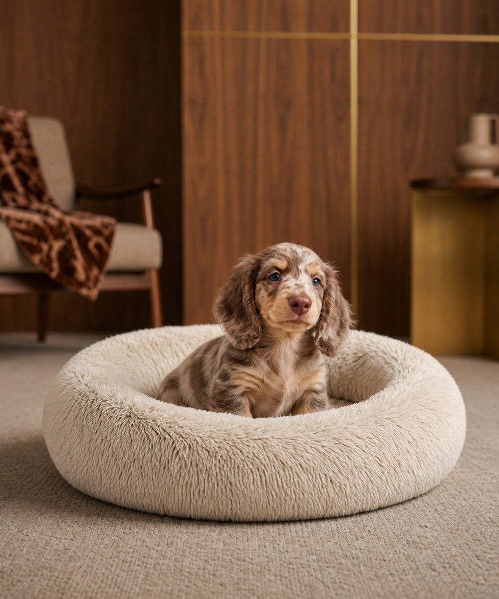 Senior Dog Sleep Guide: Why Memory Foam Beds Matter