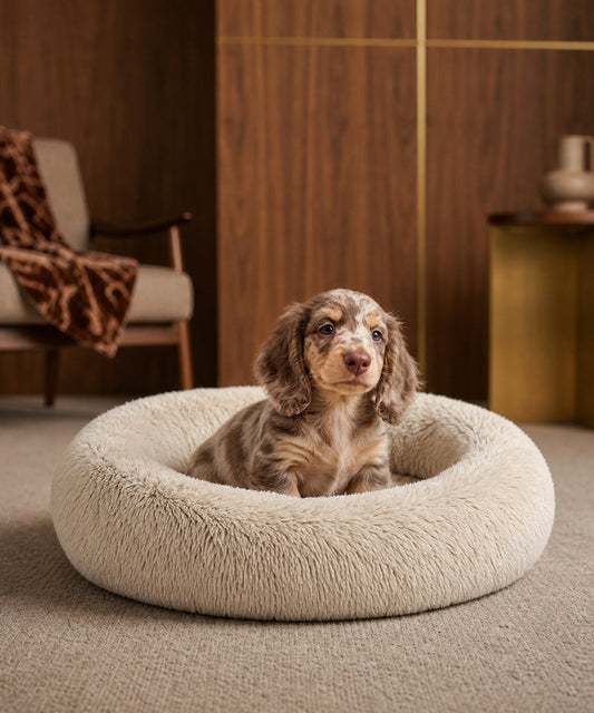 Senior Dog Sleep Guide: Why Memory Foam Beds Matter