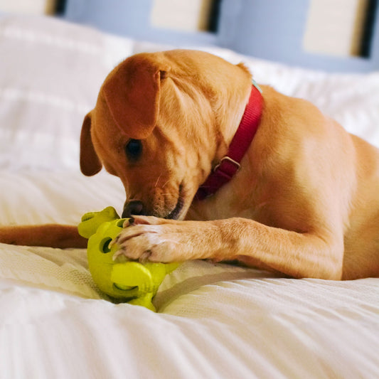 Friends Forever — Because Every Pet Deserves a Lifetime of Love