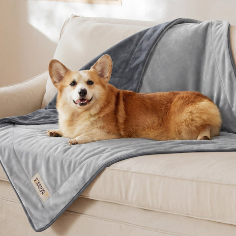 Why Corgis and Every Dog Can't Resist a Donut Bed