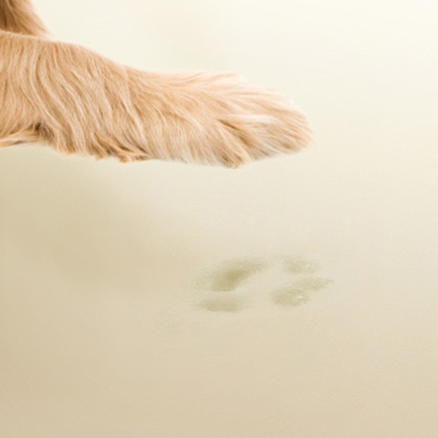 Orthopedic Dog Bed & Cat Bed | Dog Couch - Harper
