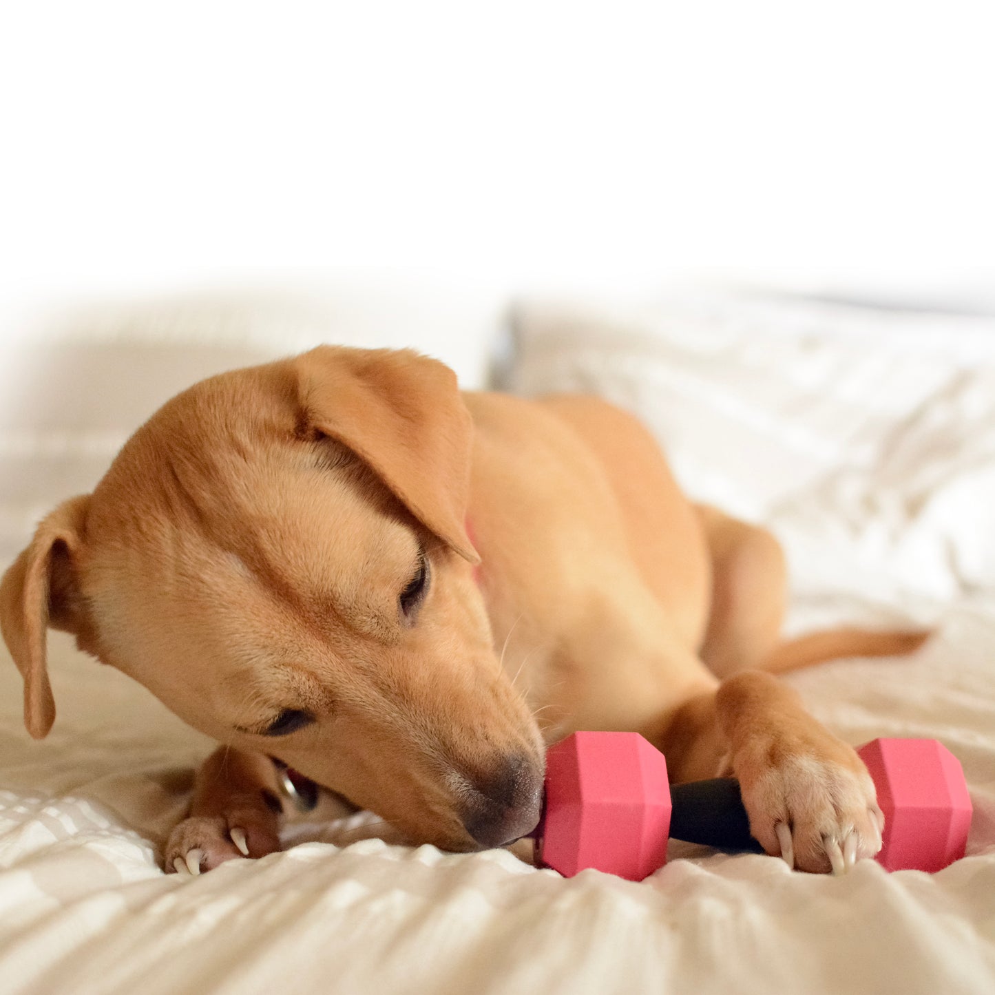 Dog Chew Toys | Treat Dispensing Dog Toys - Dumbbell