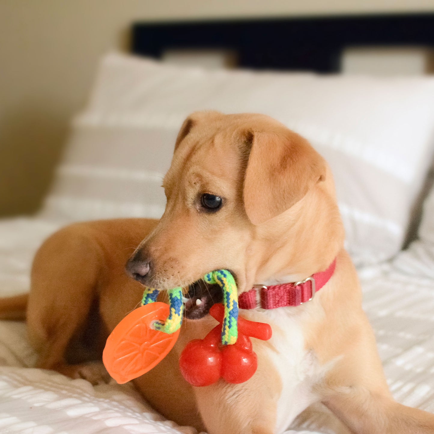 Dog Chew Toys | Dog Rope Toys - Orange and Banana