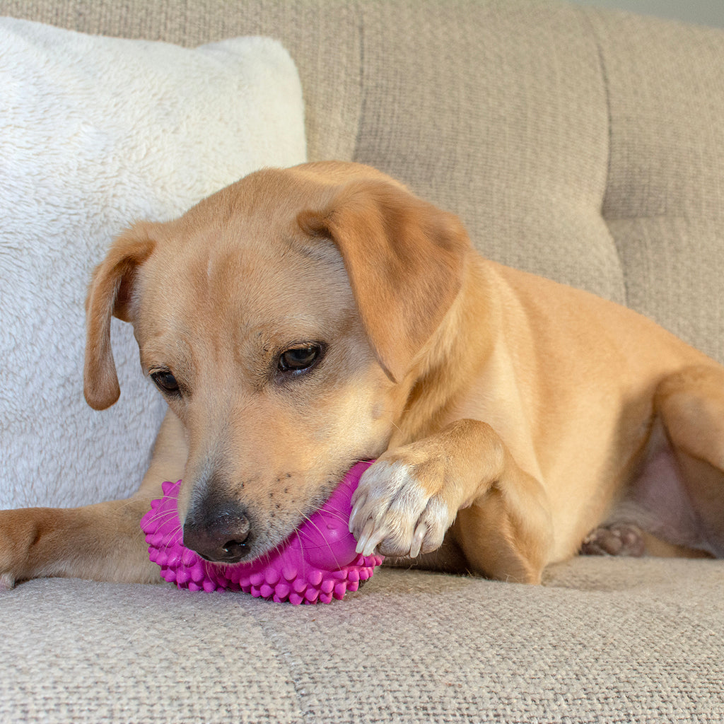 Dog Chew Toys | Squeaky Dog Toys  - Rose Red Hedgehog
