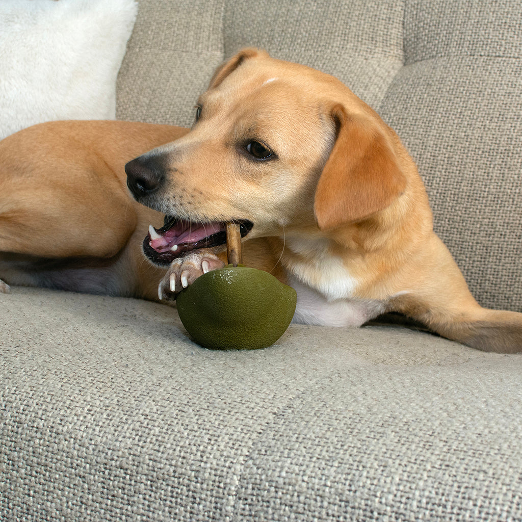 Dog Chew Toys | Bully Stick Holder Dog Toys  - Avocado