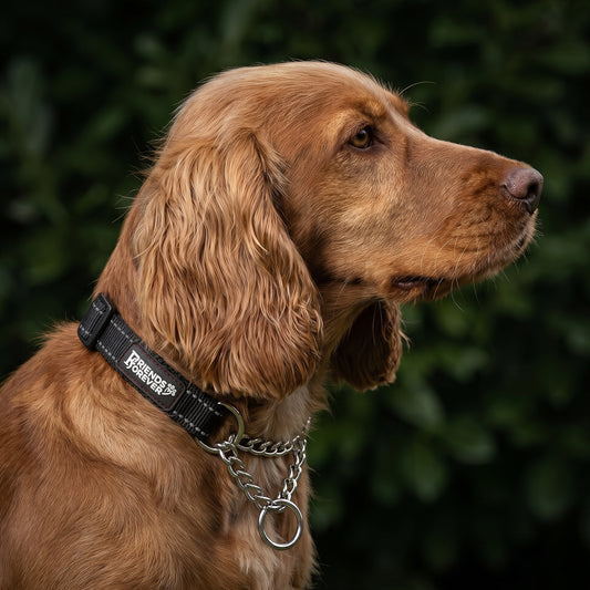 Martingale Collar | Reflective Adjustable Dog Collar with Stainless Steel Chain