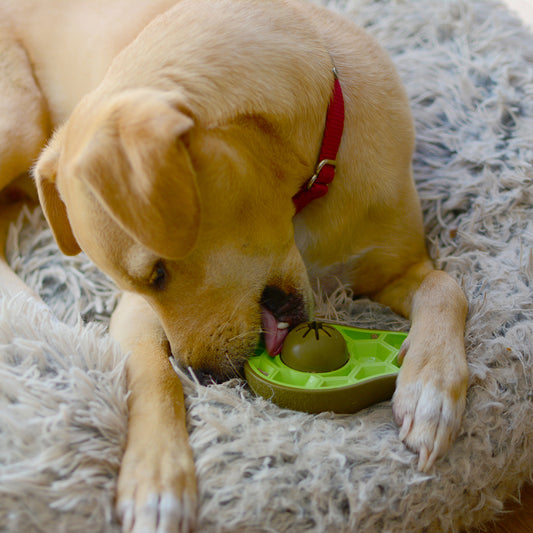 Dog Chew Toys | Bully Stick Holder Dog Toys  - Avocado