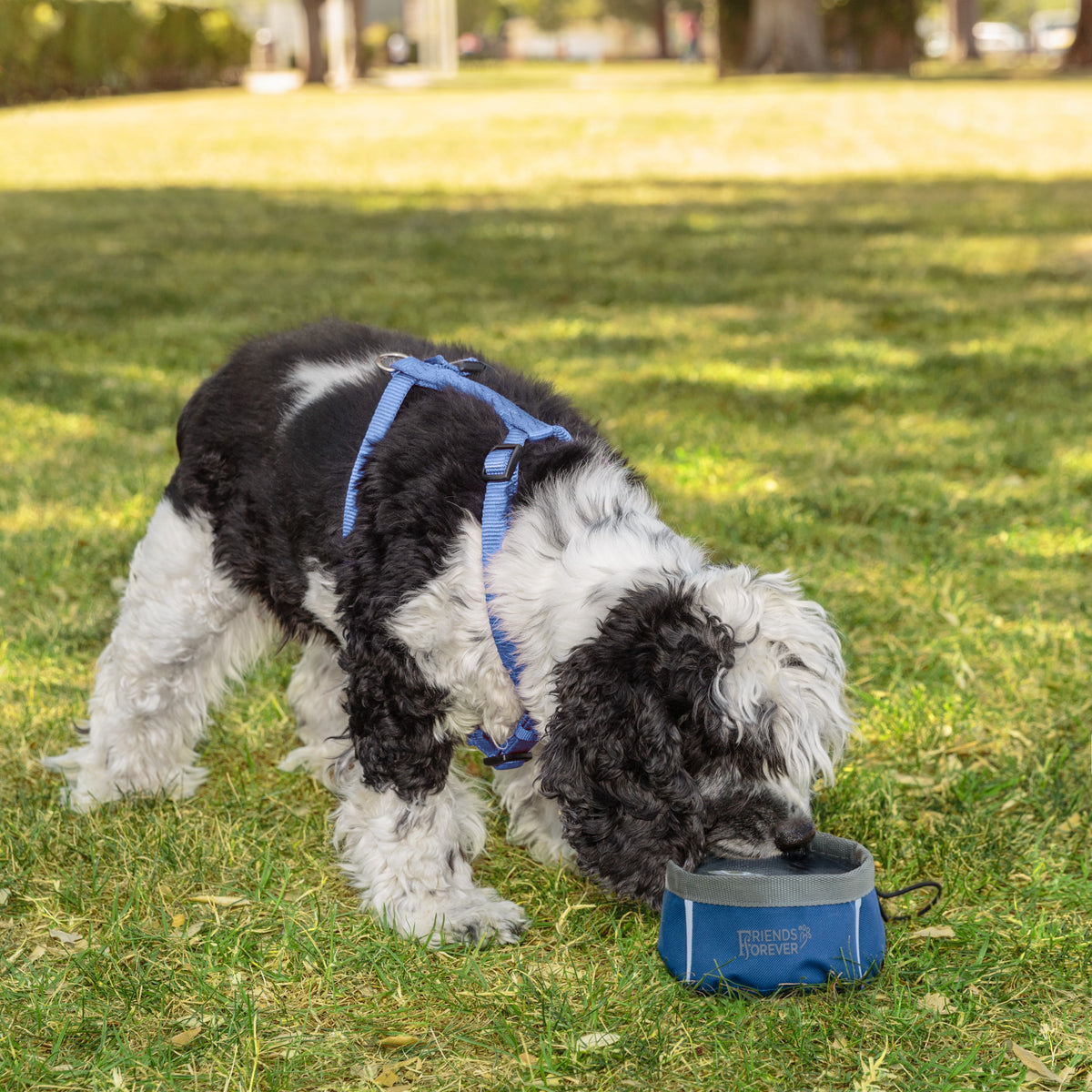 Collapsible Dog Bowl | Portable Dog Bowl 2 Pack