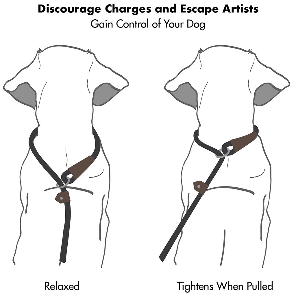 Slip Lead Dog Leash | 6 Feet Dog Rope Leash - Durable/Olive